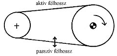Szijrezonancia előfordulása (forrás PIM) Géprezgés-spektrumelemzés - hibák felfedezése (2) - Szijrezonancia előfordulása (forrás PIM)